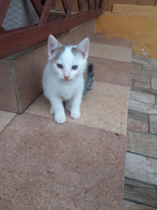 Oddam kotki w dobre ręce