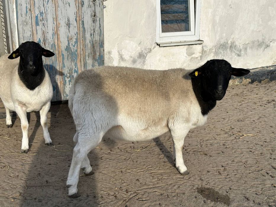 Барани та ярки породи Дорпер