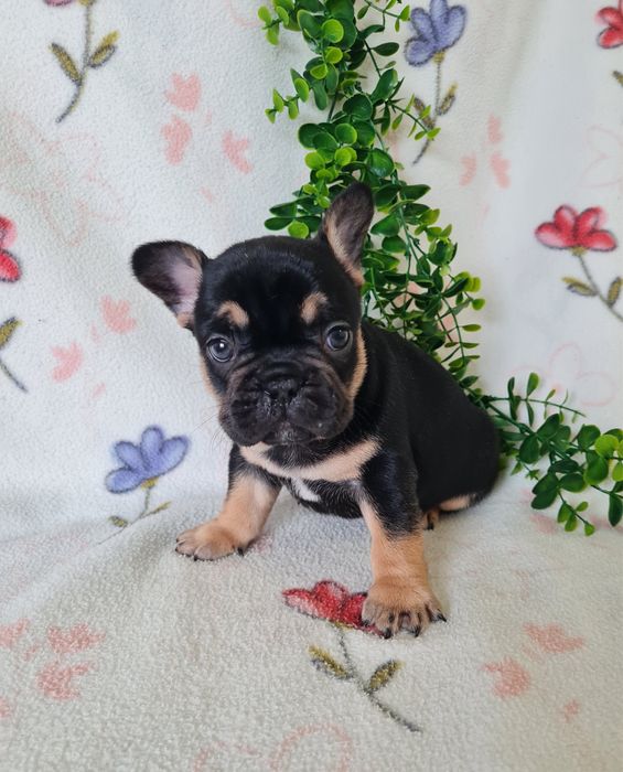 Excelente menino Bulldog/Bouledogue Francês de Qualidade