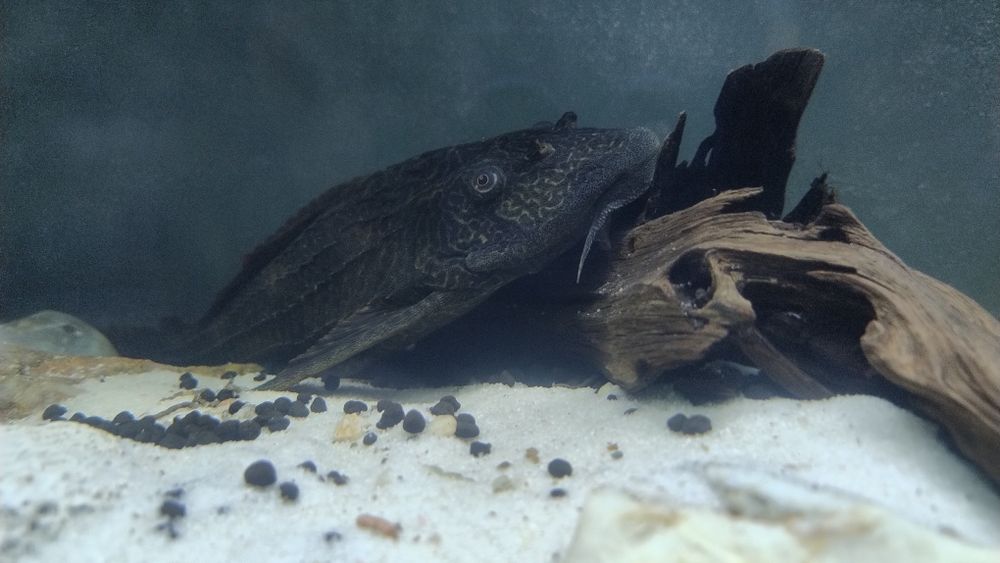 Zbrojniki Lamparcie dwie sztuki sprzedam lub zamienię