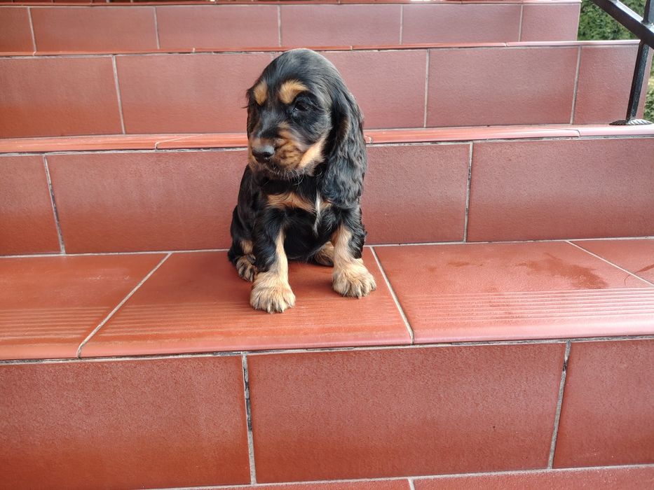 Cocker Spaniel piesek