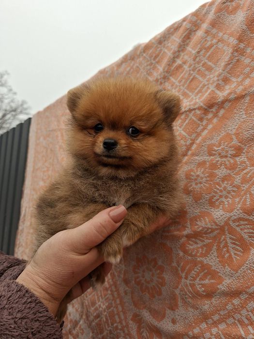 Міні дівчинка. Померанський шпіц