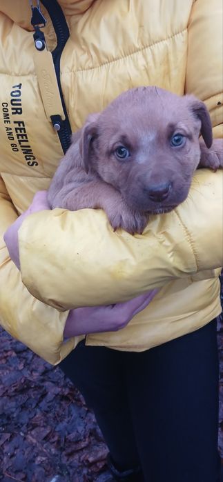 Віддамо цуценя 1міс..