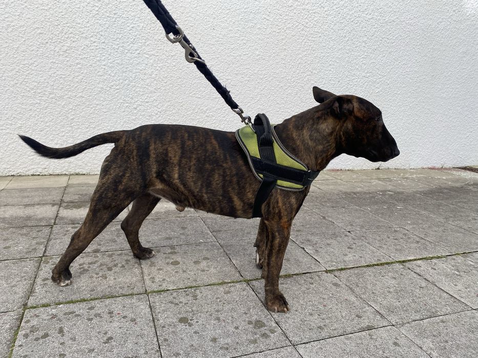Bull Terrier para montas