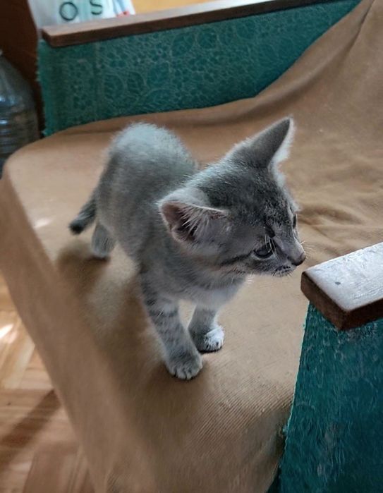 Котенок мальчик в добрые руки