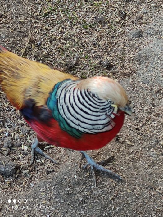 Jaja lęgowe bazant zloty