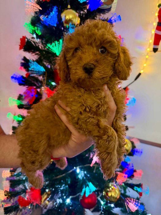 Toy Caniche Mini Femea Micro Menina Disponível