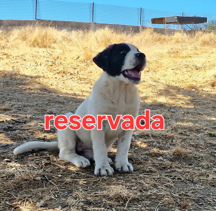 Rafeiro do Alentejo, cadelinha magnífica