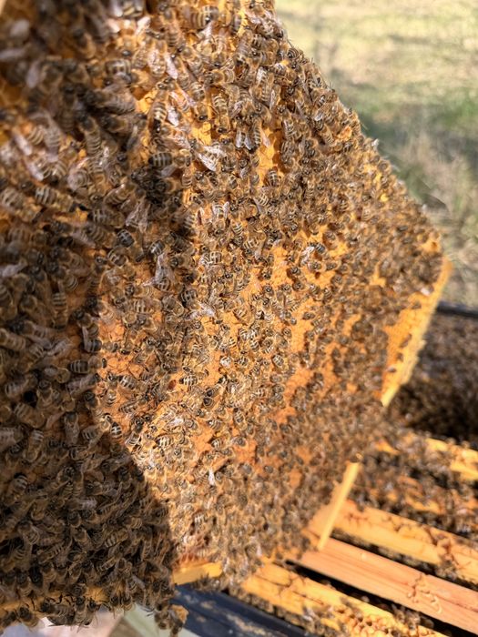 Sprzedam rodziny pszczele/ odklady z tegorocznymi matkami