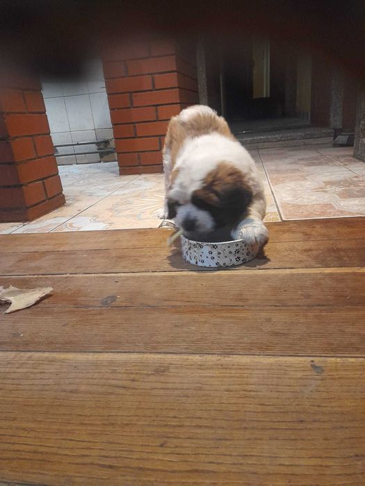 Oddam pieska Bernardyna w dobre ręce