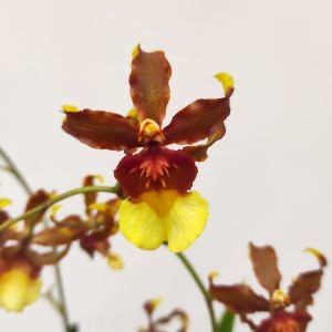 Orquidea Cambria mix