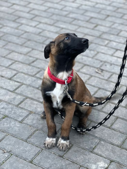 Owczarek belgijski szczeniak