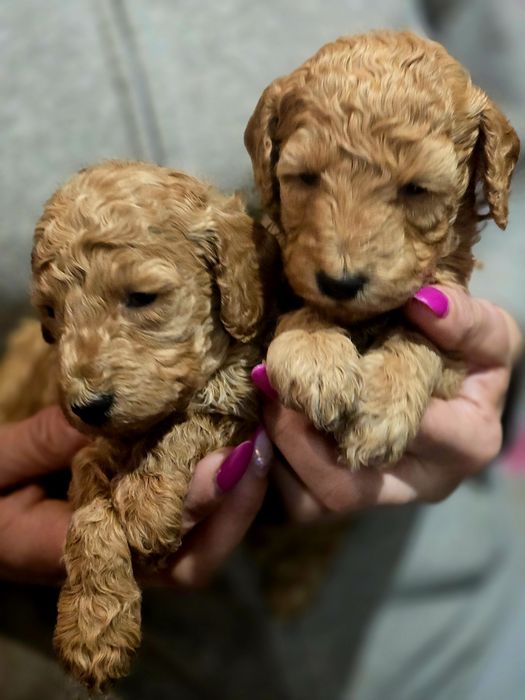 Pudel sredni płowy ( red ) Sunia z prawdziwym rodowodem zkwp FCI