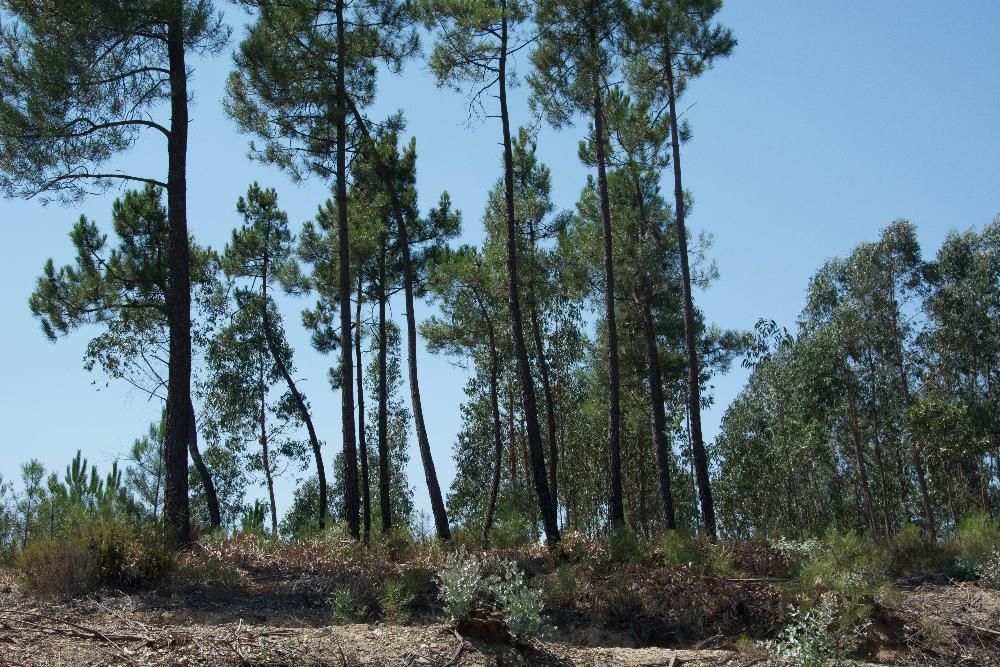 Vendo 5600 m2 em Abrantes