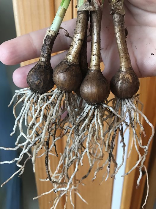 Зефирантес белый выскочка