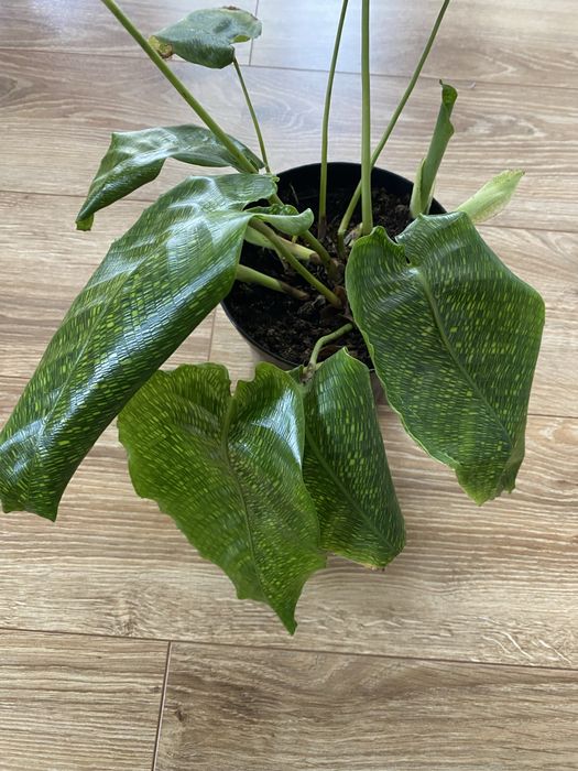 Calathea network