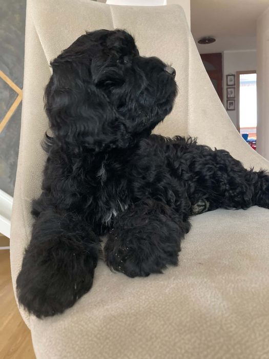 Cockapoo Suczka ( paszport)