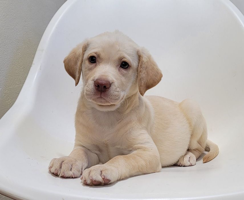 Femea labrador bege