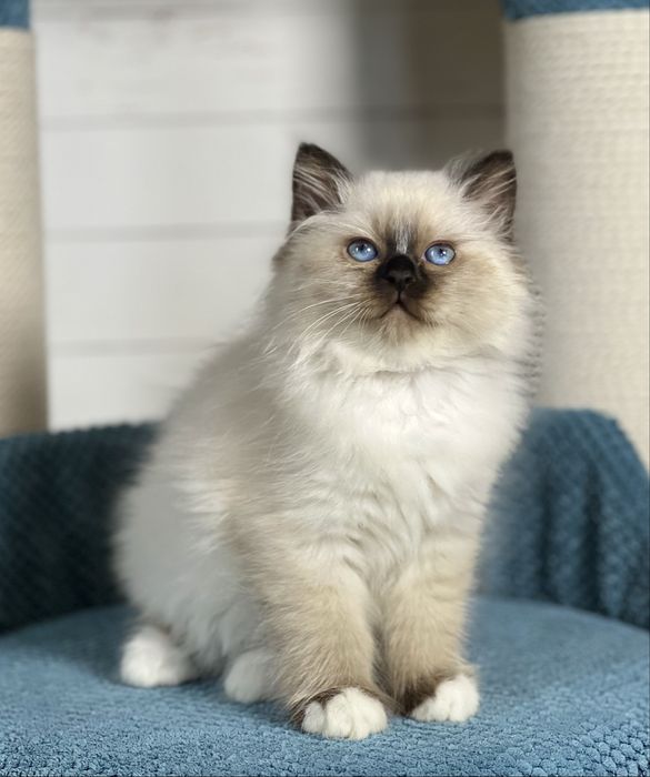 Кошенята Священна Бірма