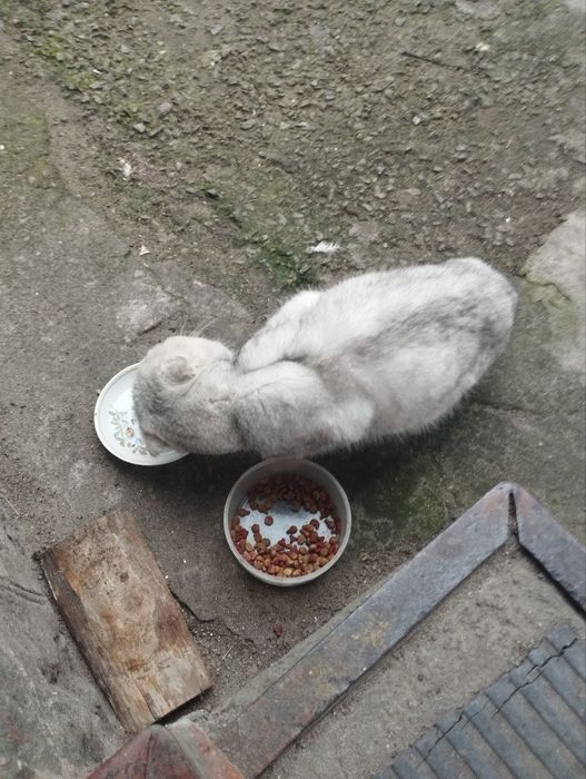 Знайдено кота у Крюківському районі!