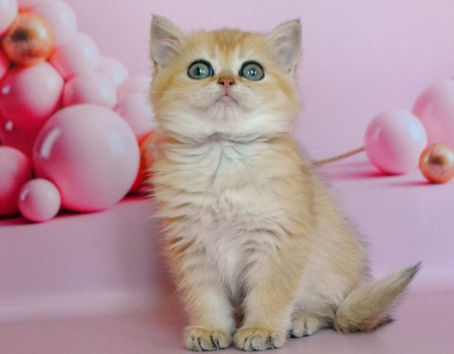 Золотая девочка шиншиллы