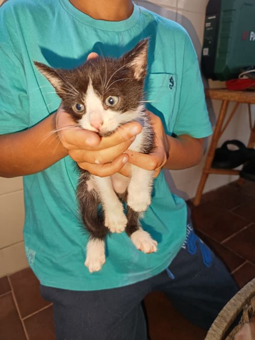 Gatinhos para adoção responsável