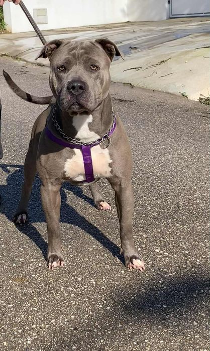 American staff Terrier macho