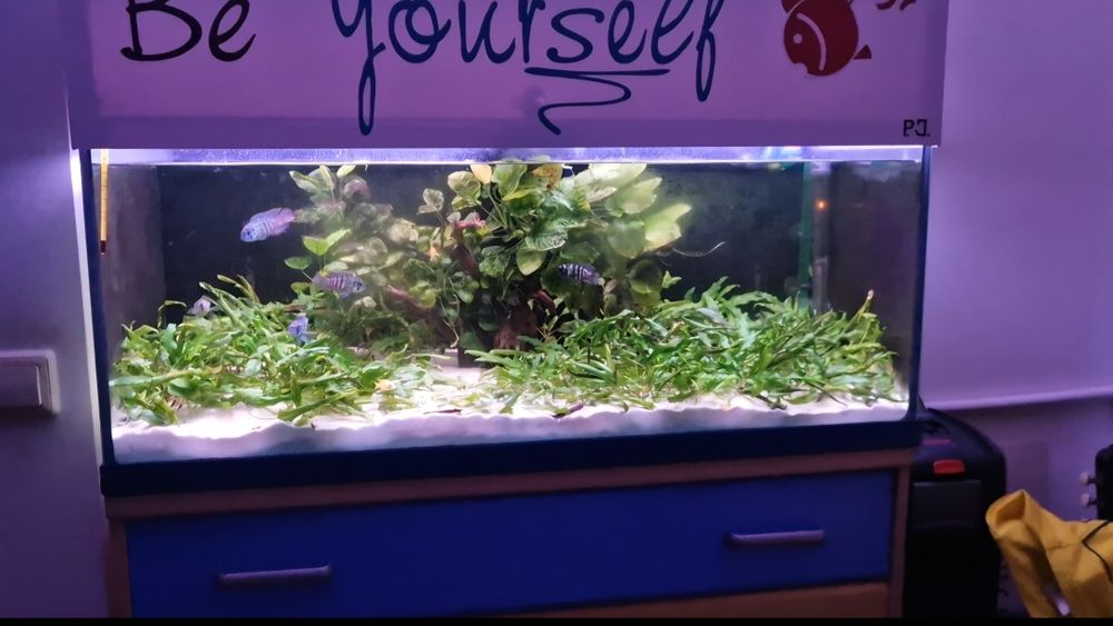 Aquario completo