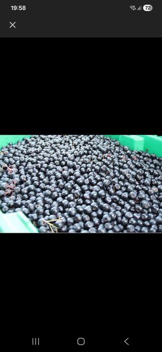 Aronia Świecie zbierna