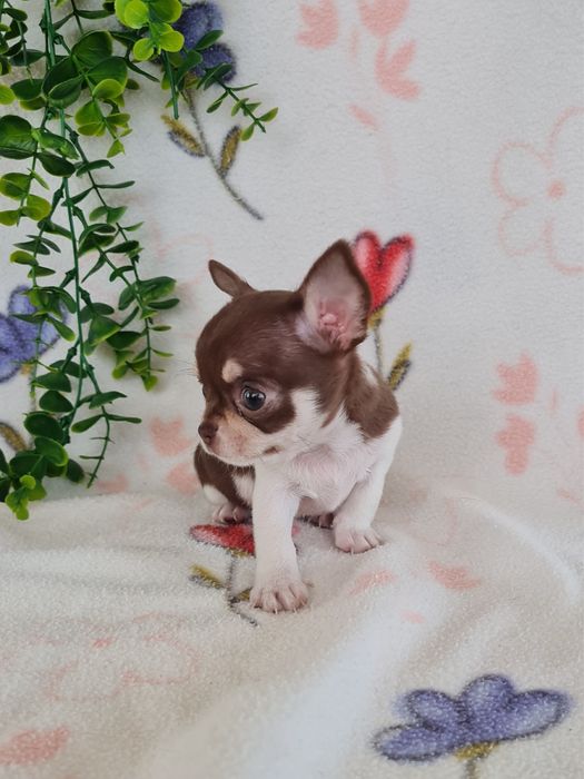 Excecional menina mini mini Chihuahua/Chiuaua,LinhagemRussa de Qualidd