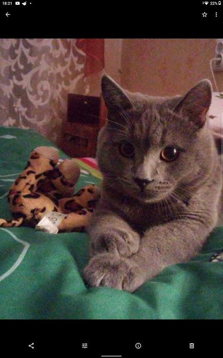 В'язка Британець