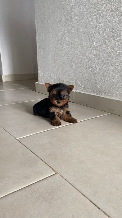 yorkshire mini Animais para Venda, para Adopção OLX Portugal