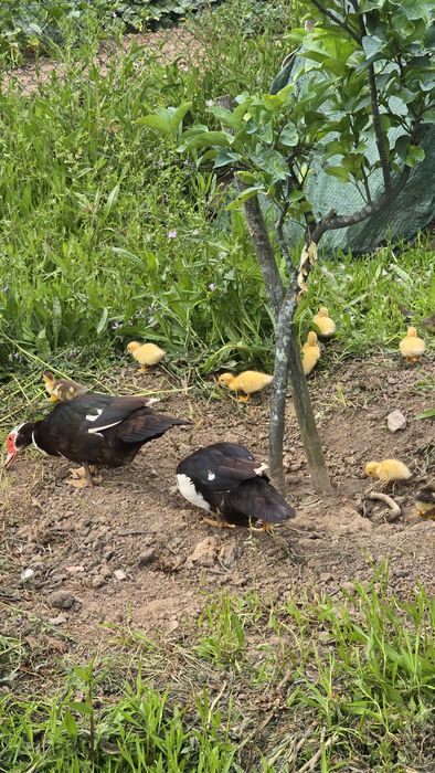 Patos mudos de várias  idades