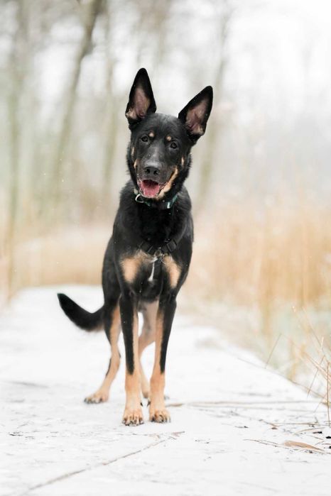 Frodo cudny psiak szuka domu