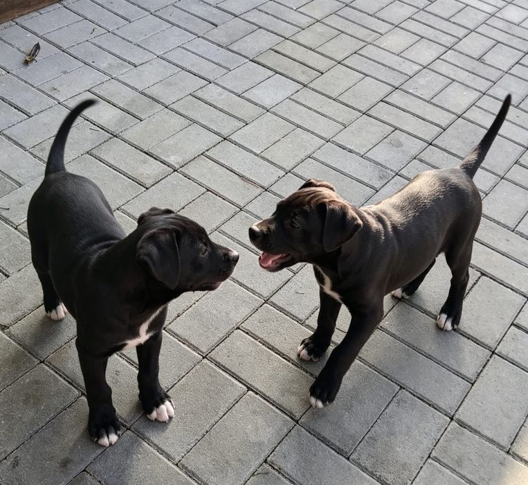 Cachorras para doação