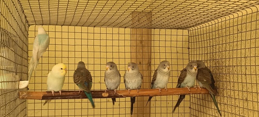 Periquitos asas negras azuis