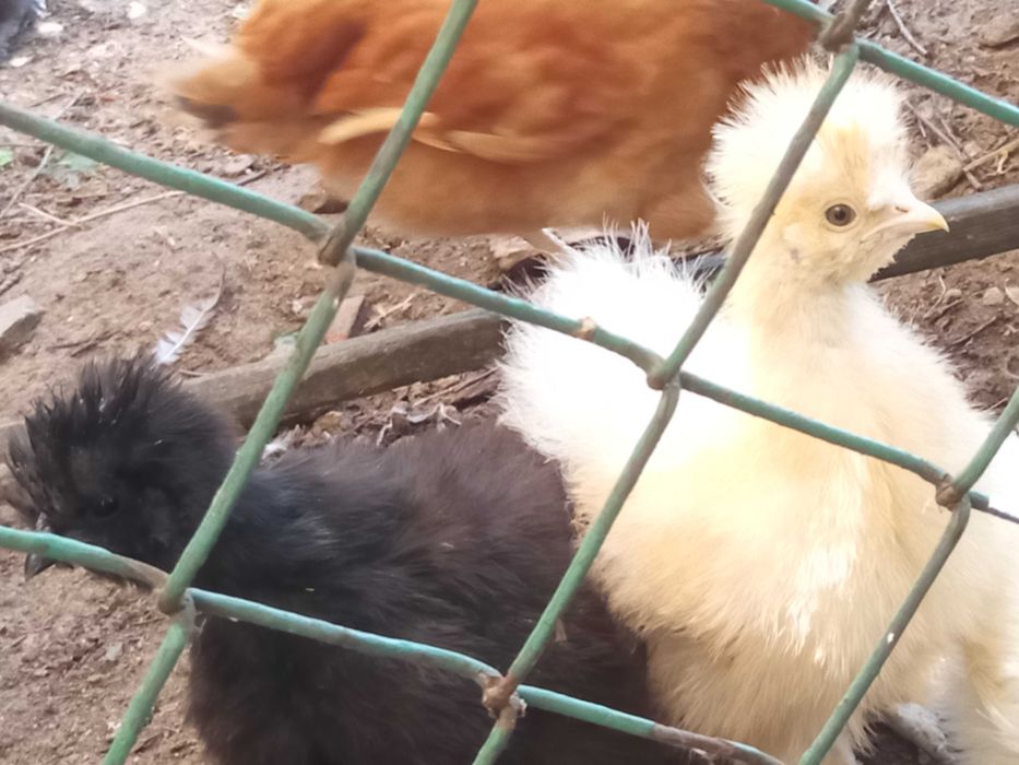 Silki kury ozdobne