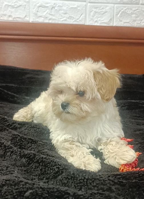 Малипусик мальтипусик