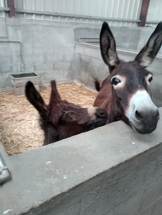 Burros para venda