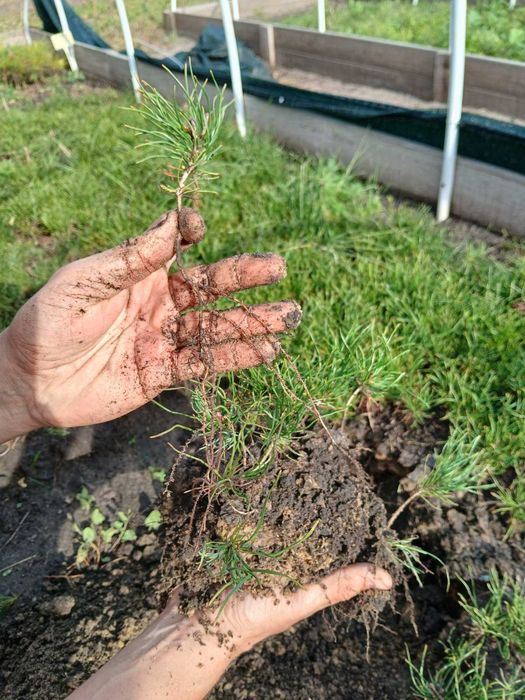 Сіянці сосни гірської Мугус (Pinus mugo var. mugus) 2+0 ВКС - на дорощуваня. Опт.