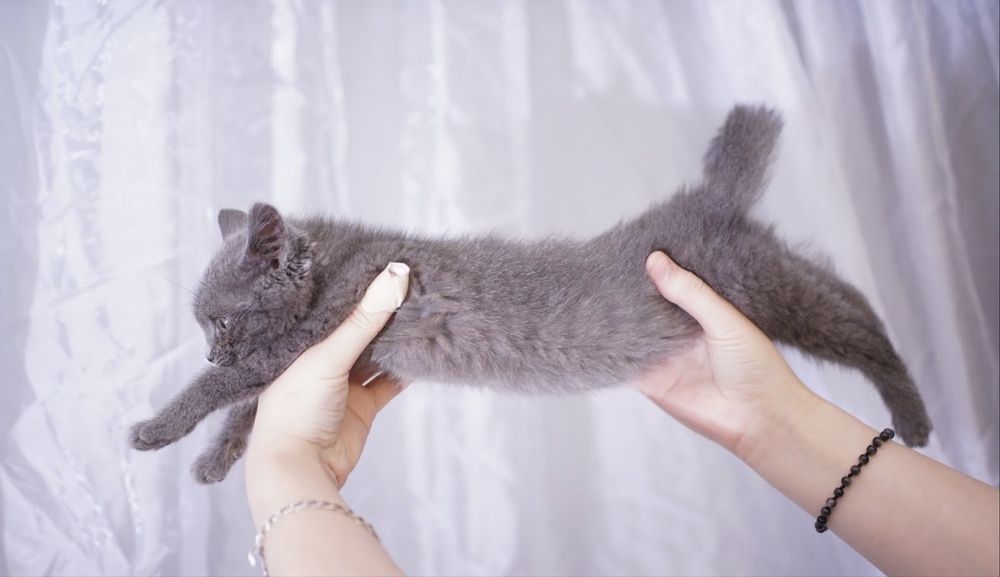 Сіренька киця 5 місяців шукає люблячу сімю