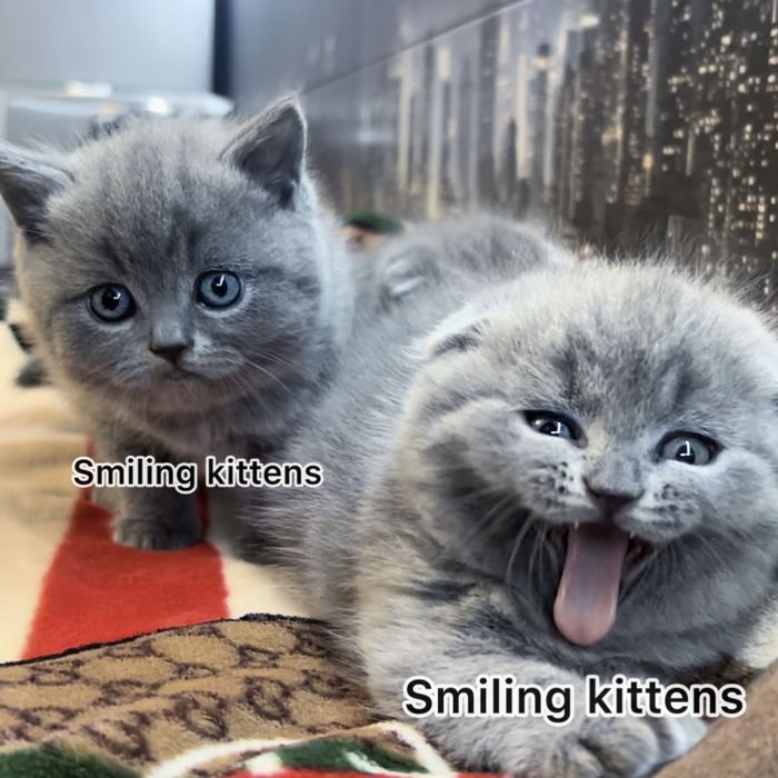 Розкіш в кожній деталі