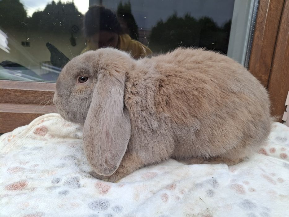 Baran Francuski samiec Izabela ! Świetne geny !