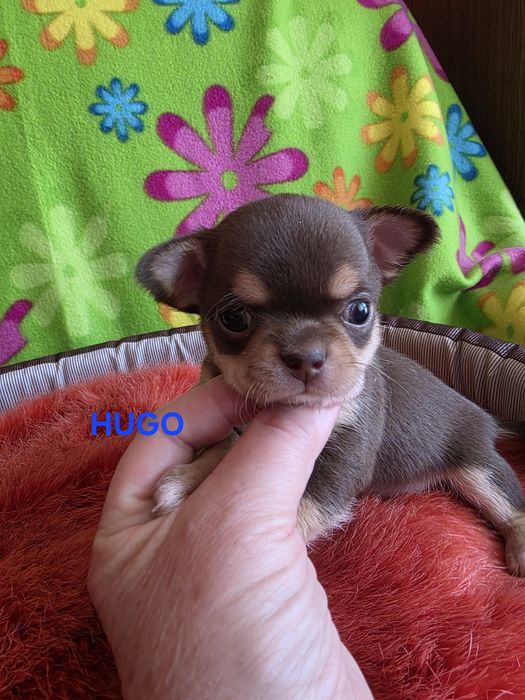 HUGO  zarezerwowany