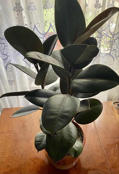 Продам фікус на дві гілки