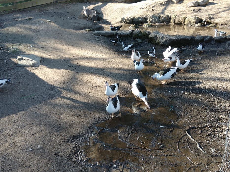 Vende-se Patos Mudos Caseiros