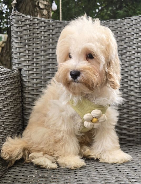 Maltipoo / chłopczyk