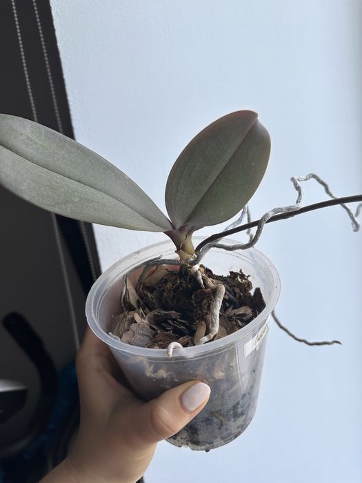 Орхідея фаленопсис