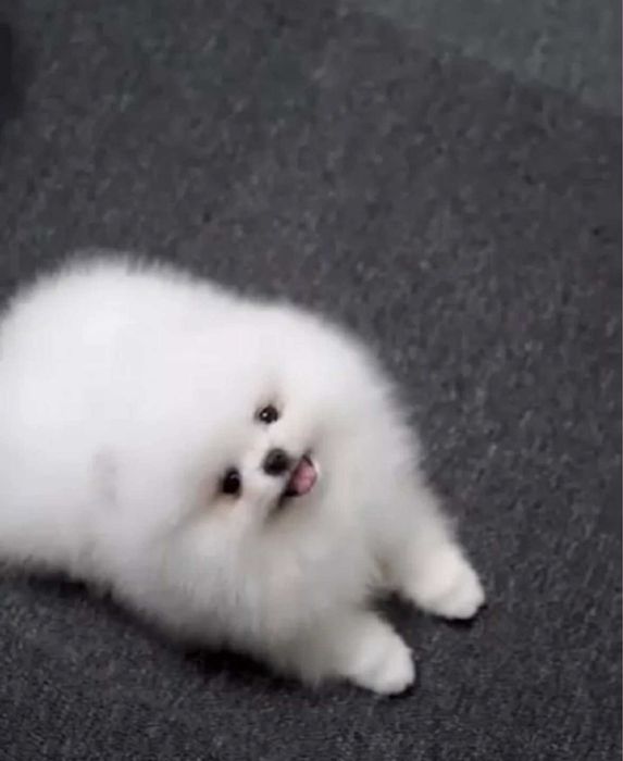Szpic miniaturowy pomeranian boo