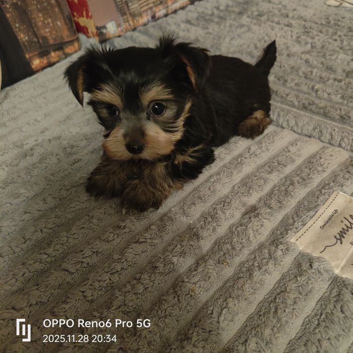 Szczeniak rasy York terier